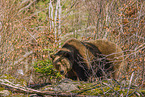 brown bear