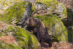 brown bear