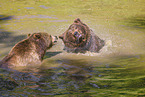 brown bears