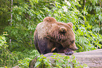 brown bear