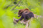 brown bear