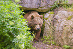 brown bear