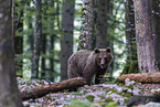 Eurasian brown bear
