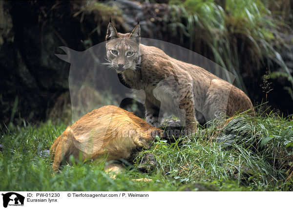 Europischer Luchs / Eurasian lynx / PW-01230