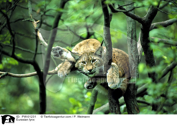 Europischer Luchs / Eurasian lynx / PW-01231