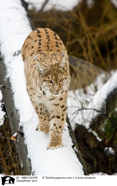 Carpathian lynx / MBS-02459