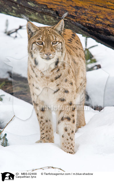 Carpathian lynx / MBS-02468