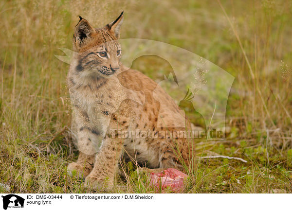 young lynx / DMS-03444