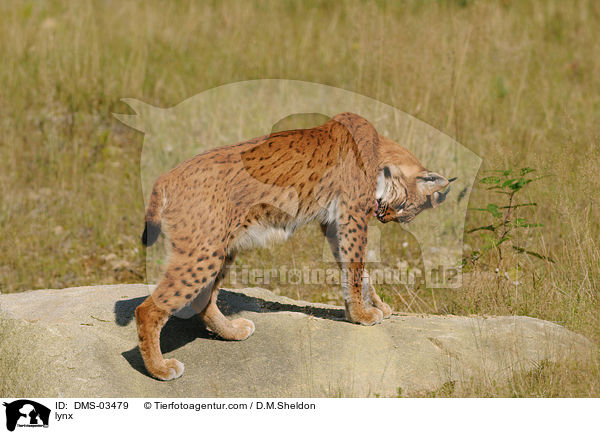 lynx / DMS-03479