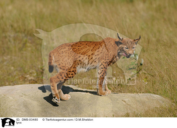 lynx / DMS-03480