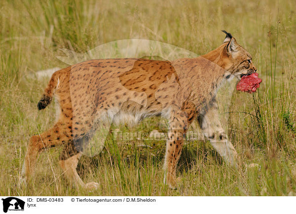 lynx / DMS-03483