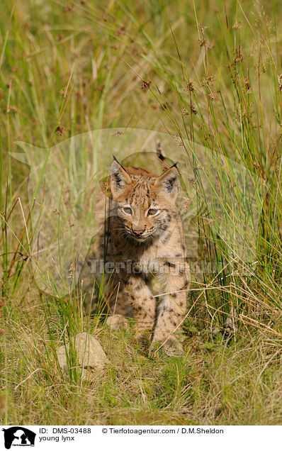 junger Europischer Luchs / young lynx / DMS-03488