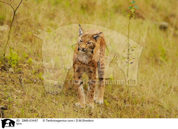lynx / DMS-03497