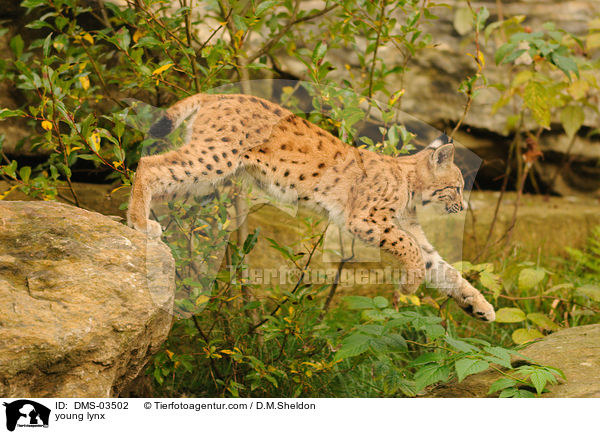 young lynx / DMS-03502