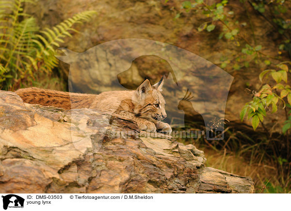 young lynx / DMS-03503