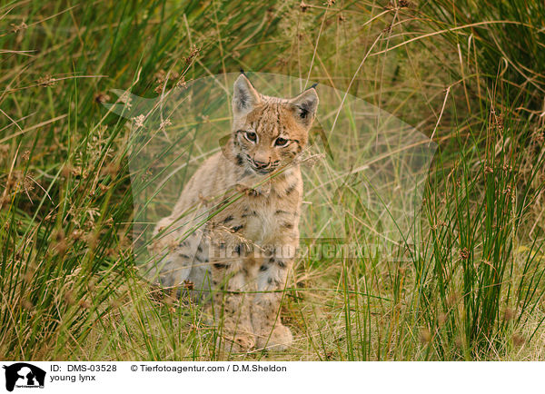 junger Europischer Luchs / young lynx / DMS-03528