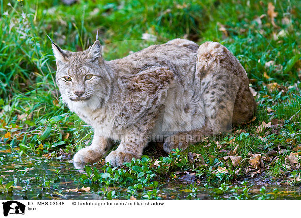 lynx / MBS-03548
