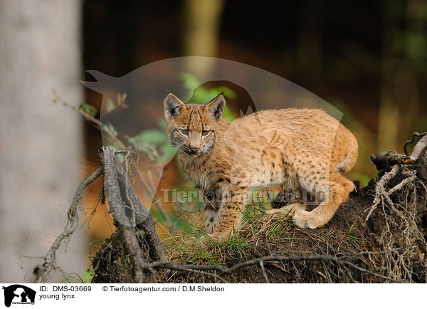 junger Europischer Luchs / young lynx / DMS-03669