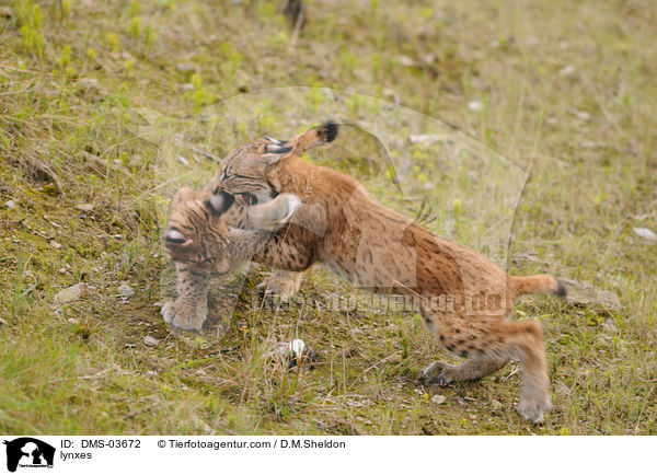 lynxes / DMS-03672