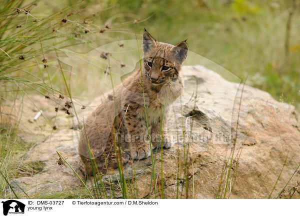 young lynx / DMS-03727