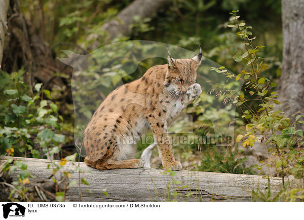 Europischer Luchs / lynx / DMS-03735