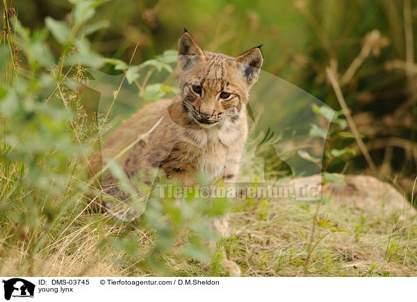 junger Europischer Luchs / young lynx / DMS-03745