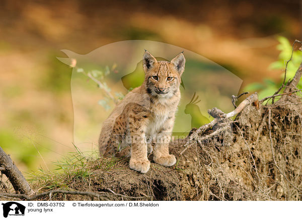 junger Europischer Luchs / young lynx / DMS-03752