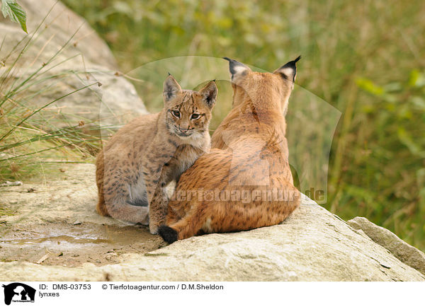 Europische Luchse / lynxes / DMS-03753