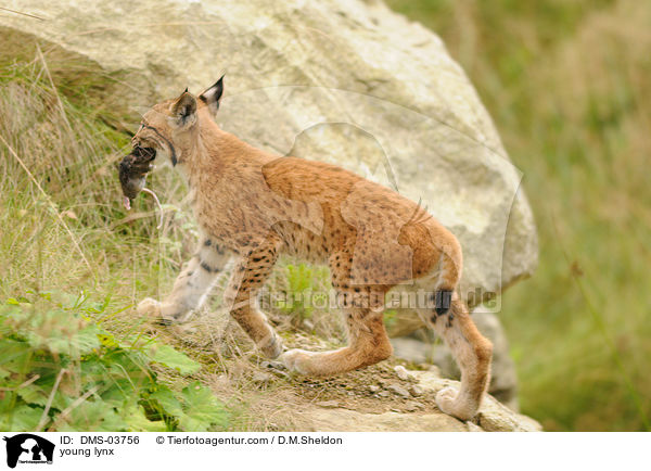 junger Europischer Luchs / young lynx / DMS-03756