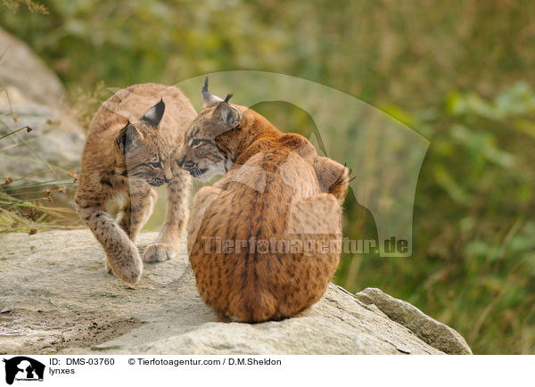Europische Luchse / lynxes / DMS-03760
