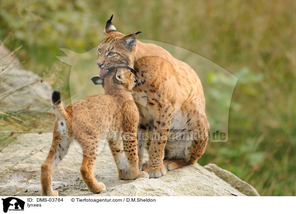 Europische Luchse / lynxes / DMS-03764