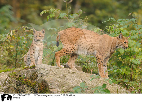 Europische Luchse / lynxes / DMS-03773
