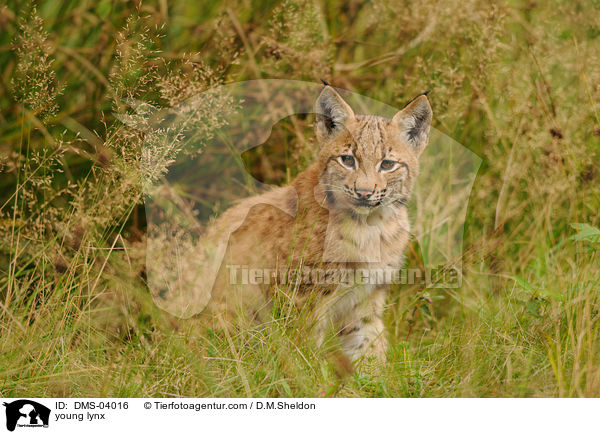 junger Europischer Luchs / young lynx / DMS-04016