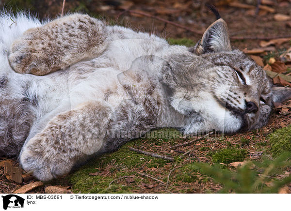 Europischer Luchs / lynx / MBS-03691