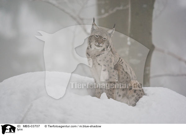 lynx / MBS-03707