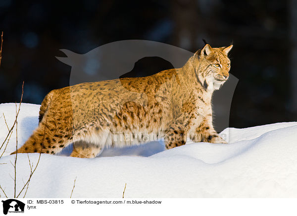 Europischer Luchs / lynx / MBS-03815