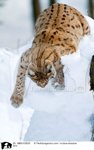 Europischer Luchs / lynx / MBS-03820