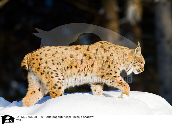 lynx / MBS-03828