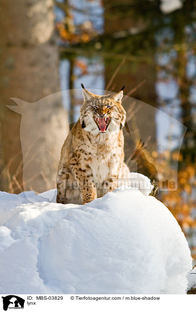 lynx / MBS-03829