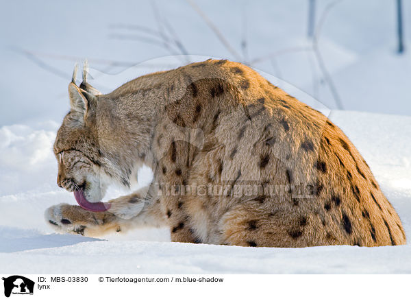 Europischer Luchs / lynx / MBS-03830