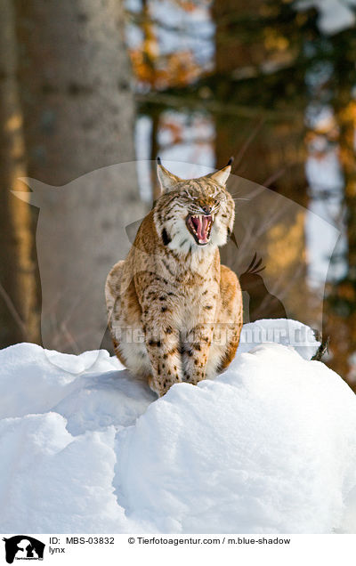 lynx / MBS-03832