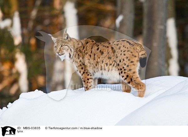 Europischer Luchs / lynx / MBS-03835
