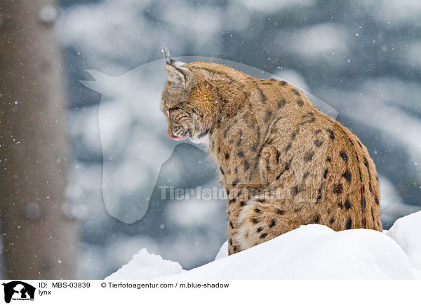 Europischer Luchs / lynx / MBS-03839