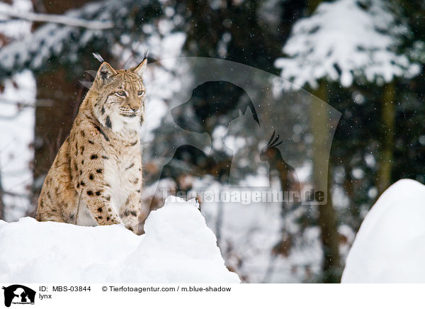 Europischer Luchs / lynx / MBS-03844