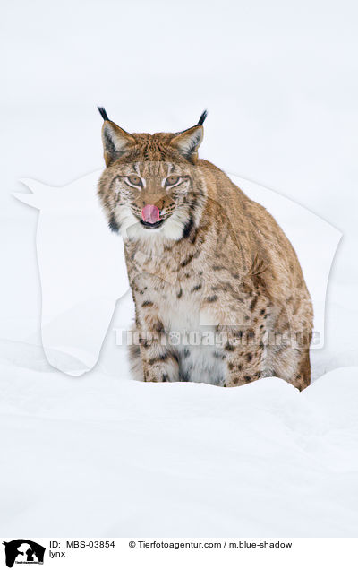 lynx / MBS-03854
