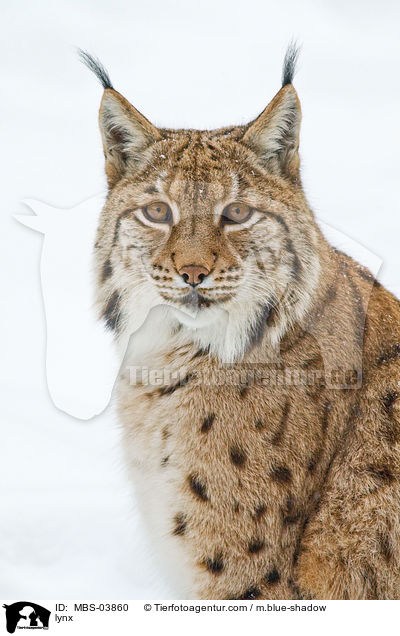 Europischer Luchs / lynx / MBS-03860
