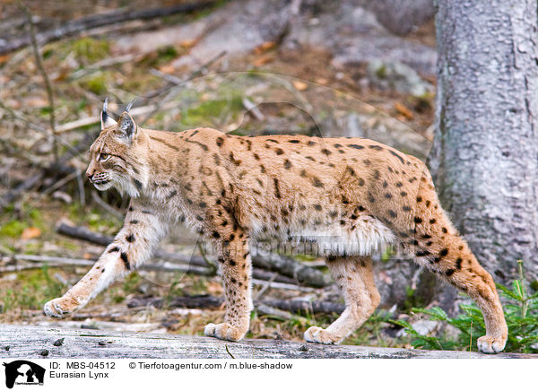 Europischer Luchs / Eurasian Lynx / MBS-04512