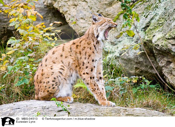Eurasian Lynx / MBS-04513
