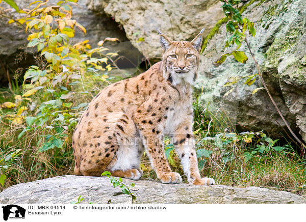 Europischer Luchs / Eurasian Lynx / MBS-04514