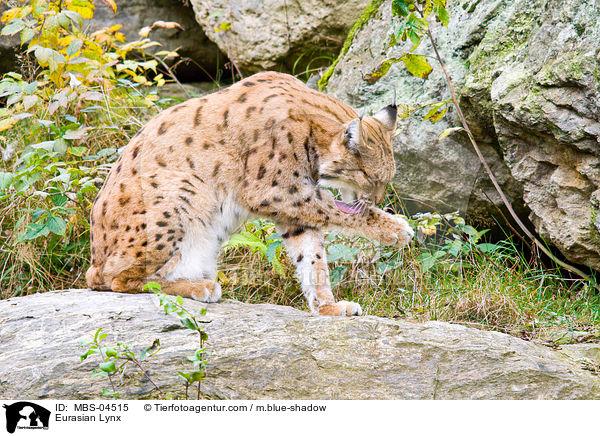 Europischer Luchs / Eurasian Lynx / MBS-04515